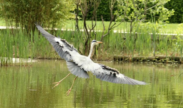 Le héron du parc Montsouris